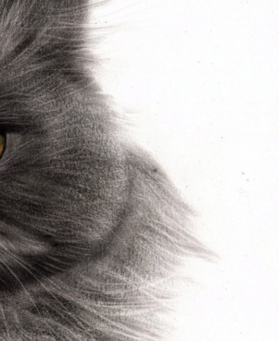 Detail 3 of Cat by Deimante Bruzguliene