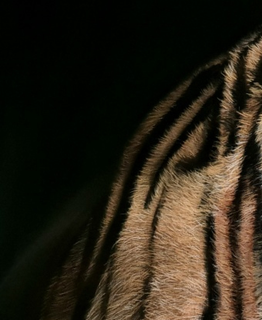 Detail 1 of Tiger by Deimante Bruzguliene