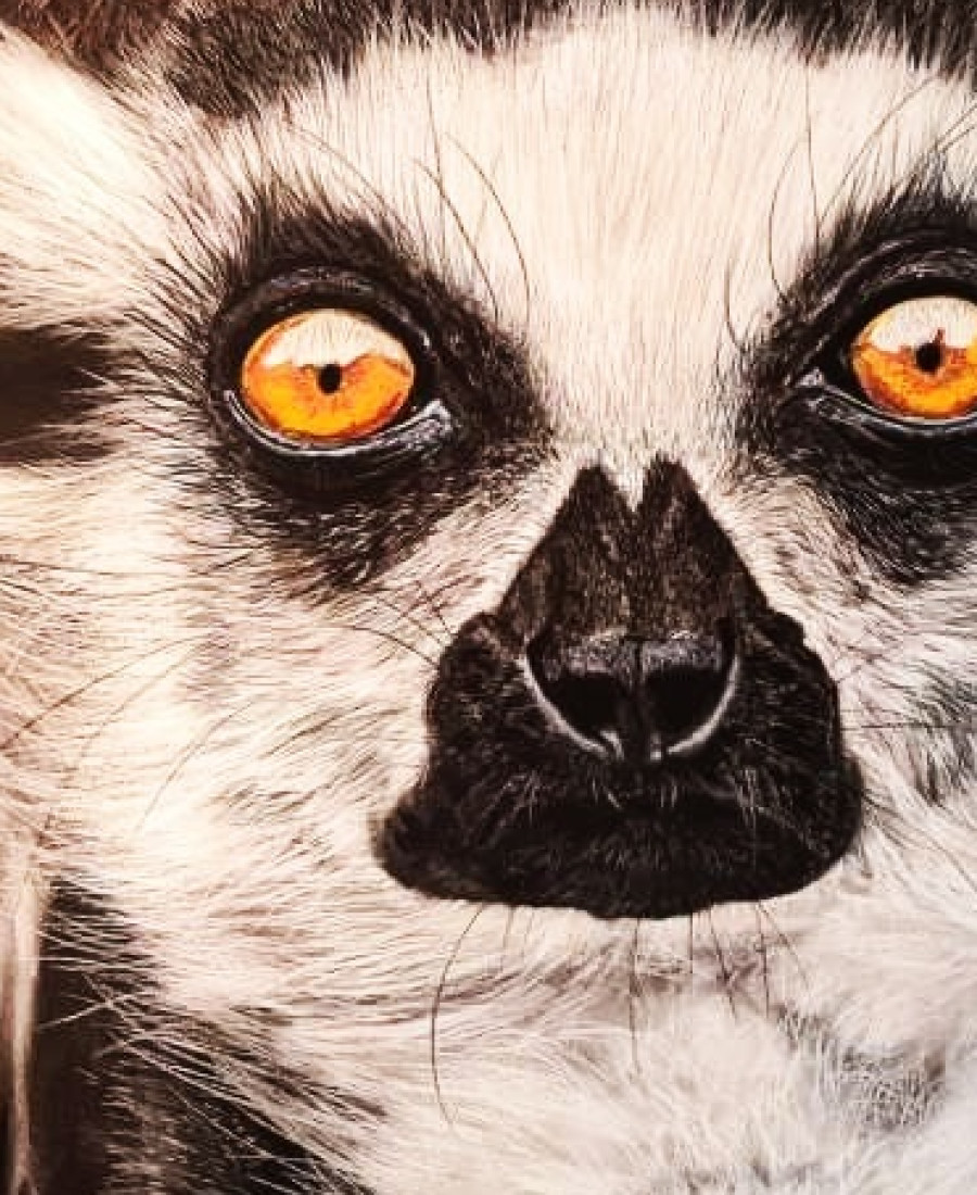 Detail 2 of Lemurs by Deimante Bruzguliene