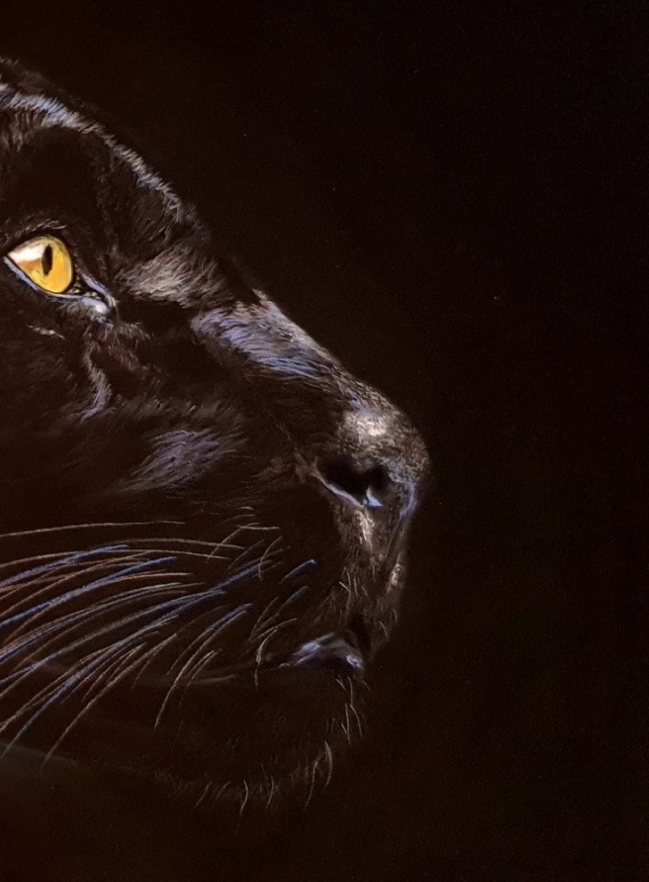 Pastel texture & tonal detail of Eyes Speak One Language by Deimante Bruzguliene