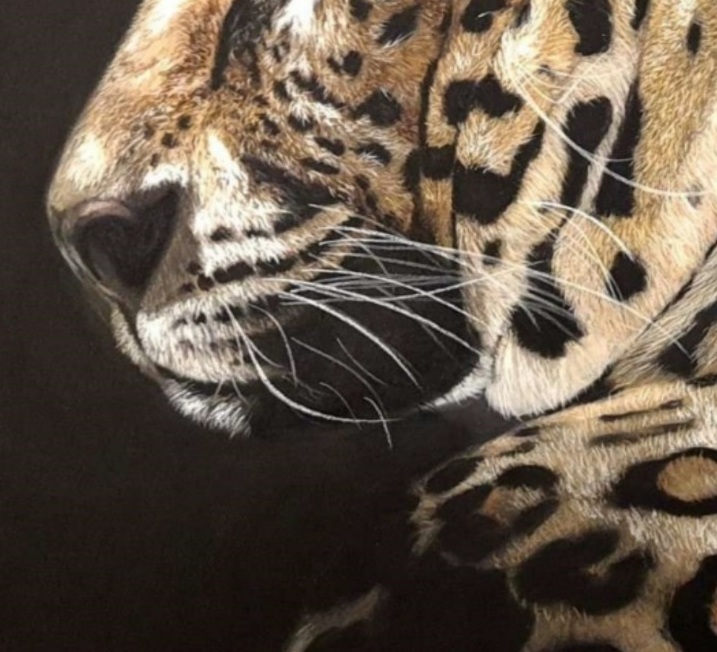 Muzzle & whiskers of Leopard by Deimante Bruzguliene